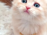 Çok tatlı ve sevecen bir yavru scottish fold