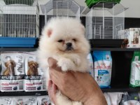 Pomeranian boo erkek yavrularımız