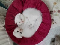 2 aylık scottish fold yavrular yeni yuvasını arıyor