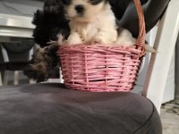 2 erkek shih tzu yavrular