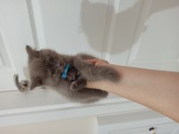 Sevimli oyuncu kucak delisi top kafa british shorthair