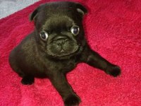 PUG MOPS YAVRULARI