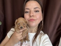 Maltipoo Yavru Merkezinde Ailesini Bekliyor