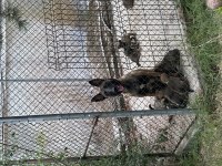 Malinois yavruları yalova