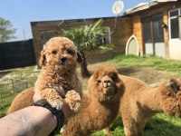 Sağlıklı Maltipoo Bebekler