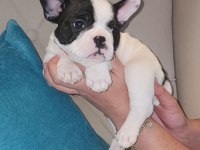 FRENCH BULLDOG YAVRULARIMIZ