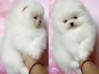 Pomeranian boo teddy