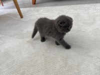 2 gri bebek scottish fold