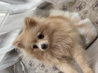 POMERANİAN 9 AYLIK