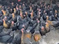 Genç Yumurtlar durumda Atkas Lohman Köy Tavukları