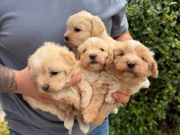 Kaçmayacak Fırsat Maltipoo