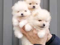 Safkan Pomeranian Boo Yavruları
