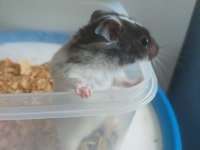 1.5 aylık yavru hamsterlar