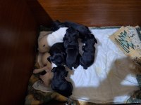 Sağlıklı french bulldog yavrularımız yeni yuvalarını arıyor