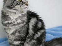 Maine coon saf kan silver tabby dişi