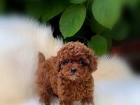 Safkan Toy Poodle Yavruları