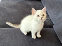 2 aylık british shorthair