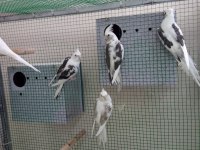Sezon başı damızlık sultan papağanı