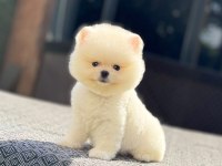 Dünyalar tatlısı mini boy beyaz pomeranian boo