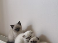 Scottish Shorthair ve British Shorthair Blue Point