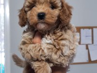 Yavru Toy Poodle