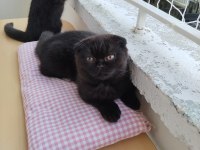 Scottish Fold X Ragdoll Kırması