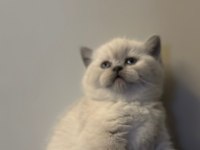 Top kafa british shorthair