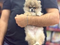 Pomeranian 3 aylık erkek