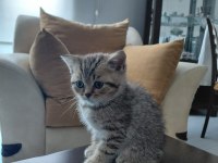 BRİTİSH SHORTHAİR YAVRU KEDİ