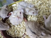 Hamster ele alışkın