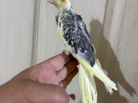 55 GÜNLÜK PİED SULTAN PAPAĞANI BEBEK