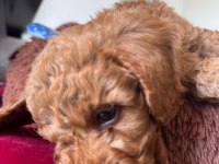 SEVİMLİ TOY POODLE YAVRUMUZ