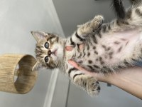 British Shorthair Yavrularımız