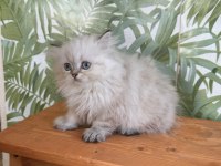 British longhair silver point dişi