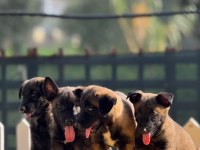 Muhteşem Belçika Malinois yavrularımız