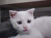 3-4 ay arası 3 tane erkek scottish fold