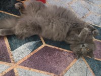 Dişi 2 Yaşında British Longhair