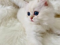 british longhair 2.5 aylık