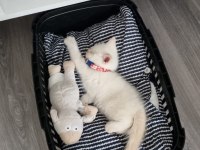 Scottish Fold Yavru Kedimiz