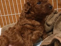 Toy Poodle Yavrumuz İçin Ulaşın