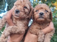 Kilo garantili Toy poodle yavrular ırk sağlık garantili