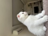 Dişi scottish fold uyguna verilecek çok güzel ve çok uysal