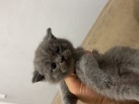 Son 2 erkek british shorthair yavru yeni yuvasını arıyor