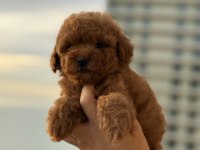 Micro teacup Korea Poodle köpeğimiz