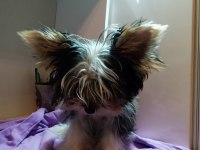 Yorkshire Terrier 3 aylık
