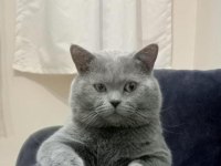 2 Mart doğumlu british shorthair yavrular