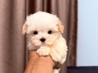 En özel maltipoo yavruları