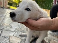 3 Aylık Orjinal Border Collie Yavruları