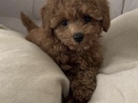 TOY POODLE SAĞLIKLI