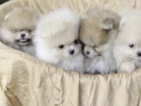 Pomeranian boo köpeği